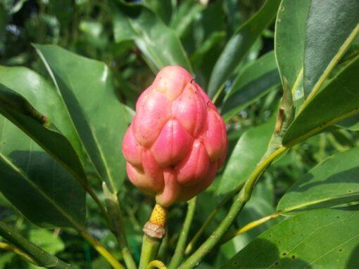 magnolia virginiana seed pod