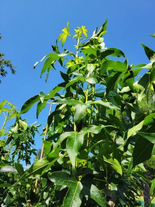 liquidambar slender silohuette