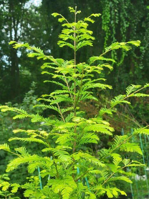 Metasequoia