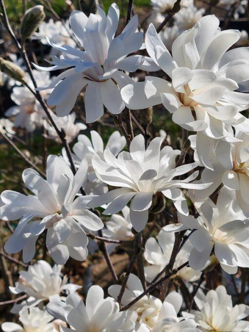 Magnolia, stellata