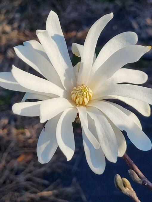 Magnolia stellata, Royal Star