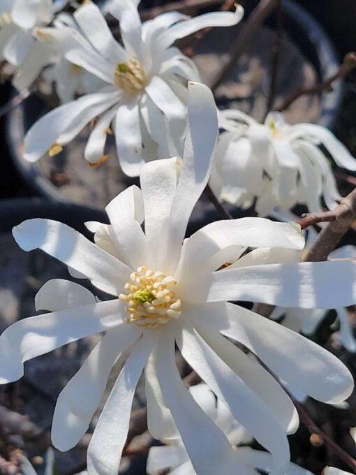 Magnolia stellata, royal star