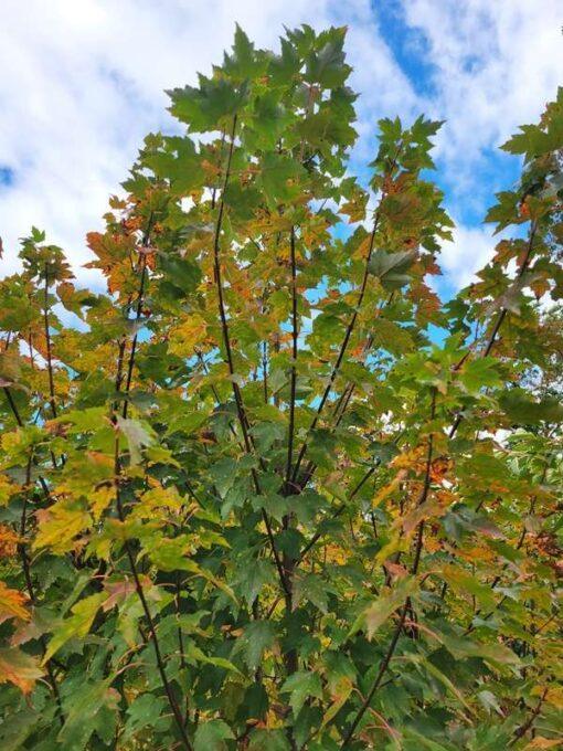 Acer rubrum, sun valley