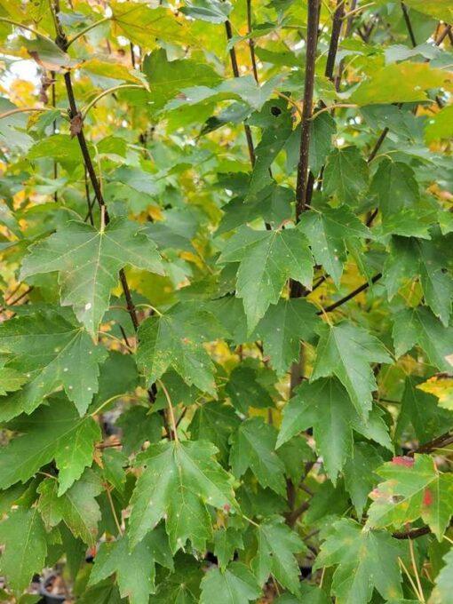 acer rubrum, sun valley maple