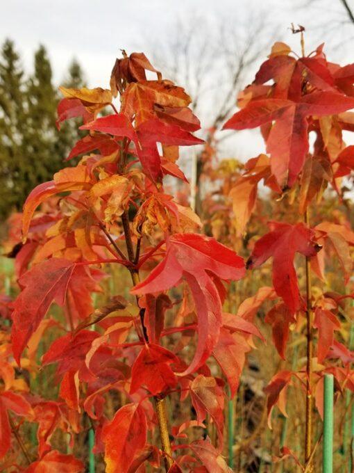 Acer buergerianum